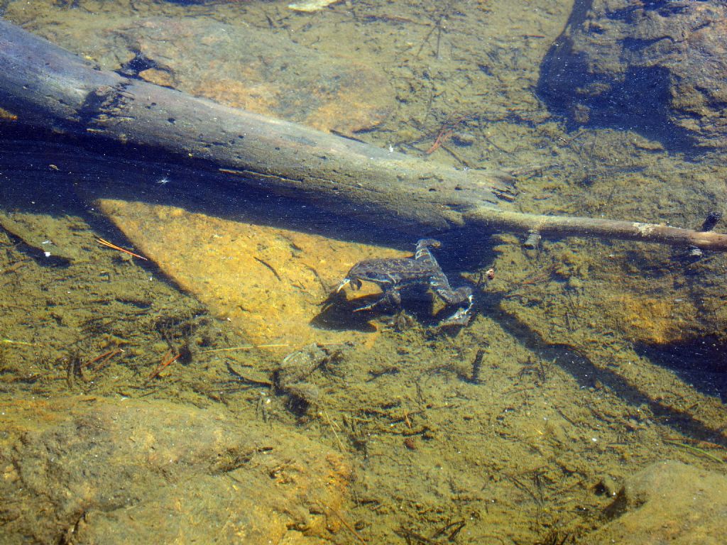 Ovature (e rane corrispondenti) da ID - Rana temporaria